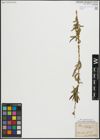 Foto von Salix purpurea L.